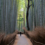 japan-kyoto-nara-exploration-path-tree
