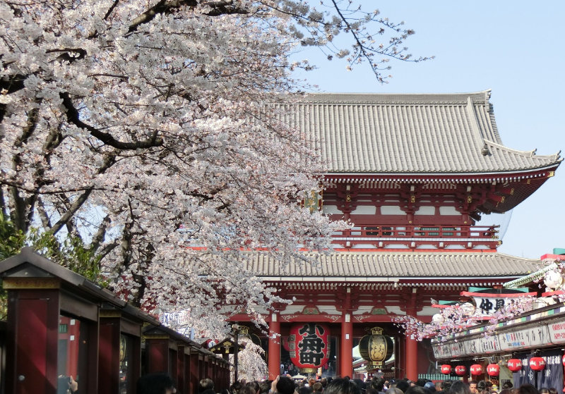 japan-exploration-tokyo-tree