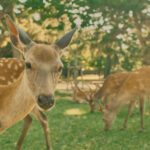 japan-kyoto-nara-exploration-animals