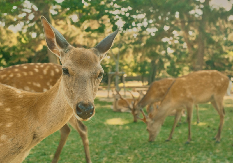japan-kyoto-nara-exploration-animals