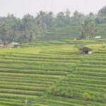 bali-accomodation-rice-terrace-4