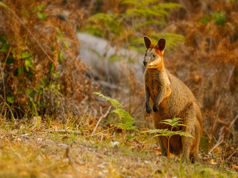 Swamp wallaby in Arakwal National Park, Byron Bay, NSW, Australia